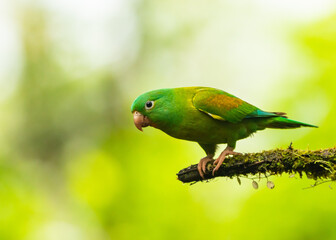 Tovisittich (Brotogeris jugularis) in Costa Rica