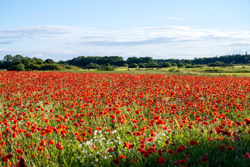 Fototapeta na wymiar Poppy flowers taking over farming field on the island of Gotland in Sweden.