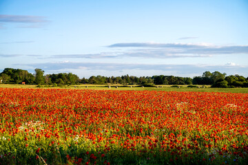 Poppy flowers in agriculture field during sunset