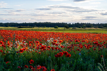 Poppy flowers in agriculture field during sunset