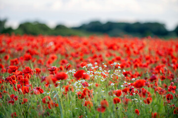 Poppy flowers in agriculture field during sunset