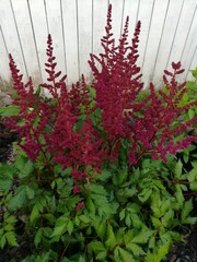 bright maroon inflorescences of Astilbe chinensis Visions in Red on a mulched pine bark bed