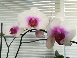 beautiful white and pink blooming Orchids flowers on the background of  blinds on the windowsill