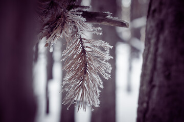 Winter wildlife