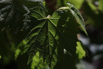 close-up photo of green vine leaves