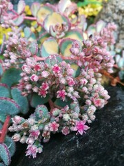 unusual Sedum sieboldii Mediovariegatum with bluish and yellow leaves and blooming small flowers on long stems.