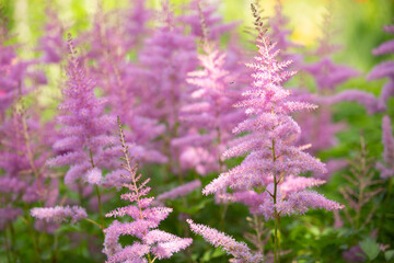 Obraz premium beautiful pink flowers in the park on a summer day