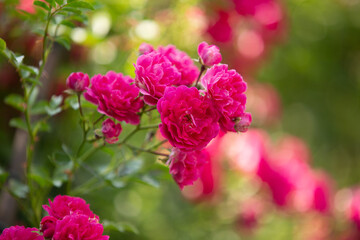Fototapeta premium small red roses in the garden on a sunny summer day
