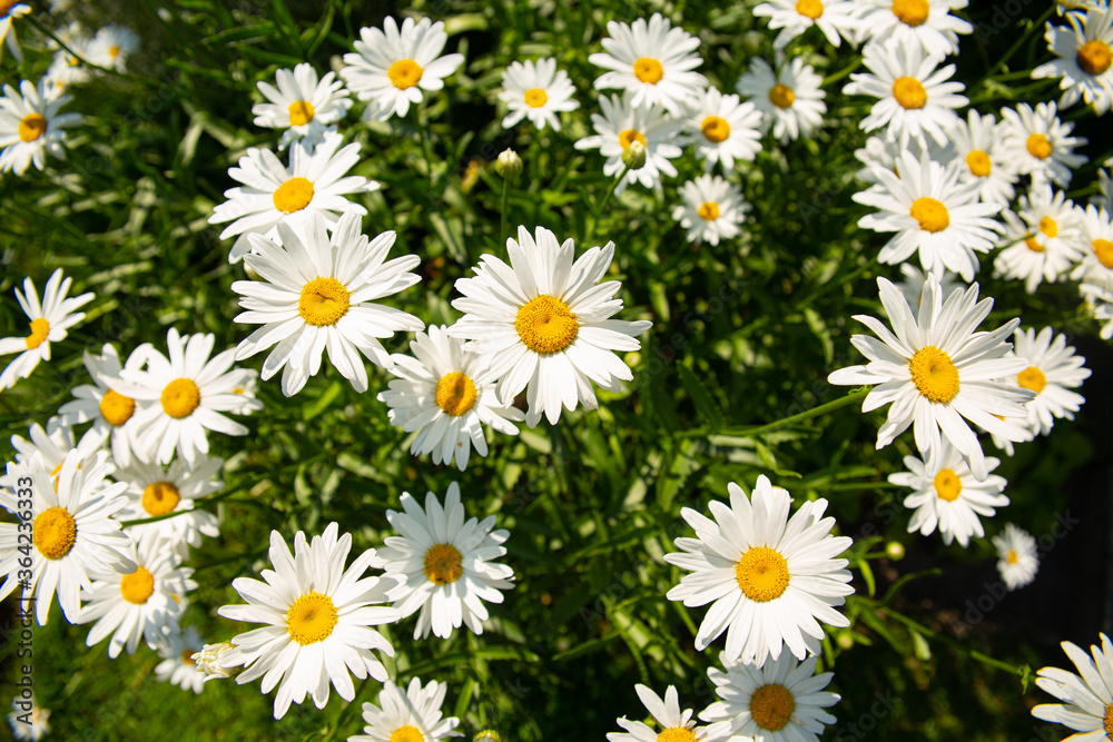 Wall mural daisies on a sunny summer day, beautiful flowers