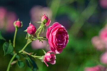 Beautiful pink rose in the garden close-up view with soft light petals. Nature care gardening. Spring or summer time card. Womanity beauty natural concept.
