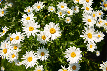 Fototapeta premium daisies on a sunny summer day, beautiful flowers