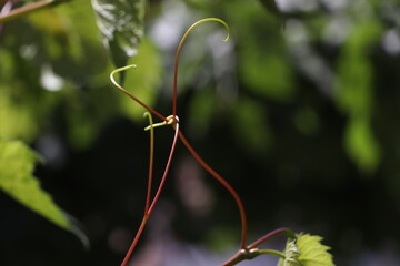 fresh vine tendril