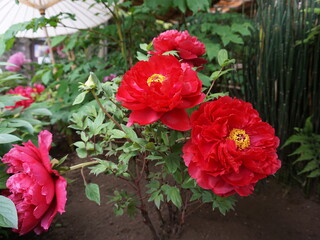 Red peony flower close-up. Peonies on the flower bed