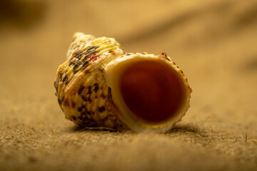Beautiful sea shell on the background of burlap with a rough texture. Close up.