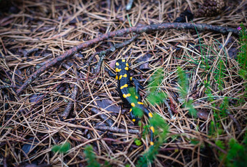 Salamander in nature.