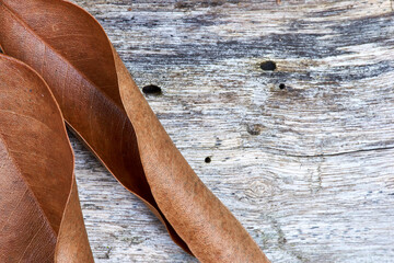 Two curled, brown and dead leaves, lie together on a weathered wooden board; taken in macro with copy space, a useful rustic background image.