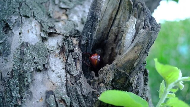 Rhinoceros beetle on a tree in the garden, crawls into a hollow.