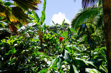Lush evergreen rainforest or jungle vegetation with plants, trees and flowers in tropical garten...