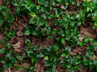 Betel leaves are an economic plant. Very popular in Asia.