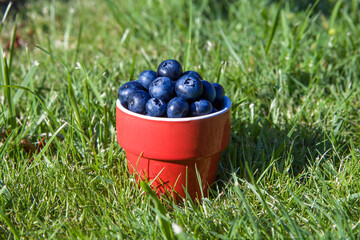 Red cup of bilberries and blueberries on a grass . Berry with water drop.