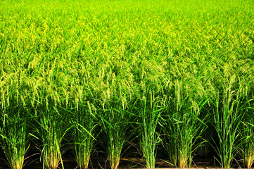 稲穂のアップ　A view of a rice field shining in green