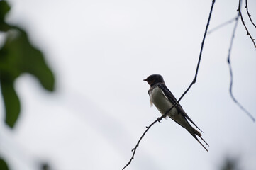 photo close up of an adult bird a swallow sitting on a small tree branch against a blue sky