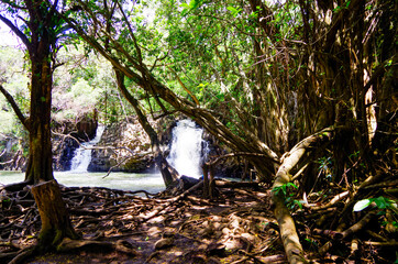 Beautiful tropical paradise rainforest landscape and nature with Twin Falls waterfalls or cascade...