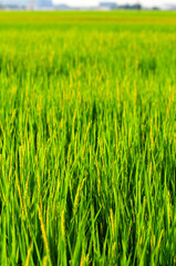 稲穂のアップ　A view of a rice field shining in green