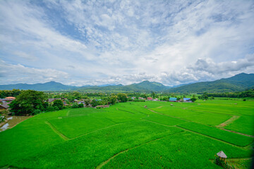 rice field in thailand