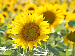 Bees on a sunflower plant