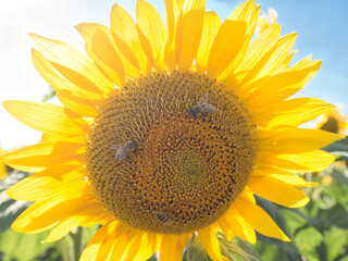 Obraz premium Bees on a sunflower plant