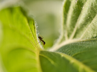 Ant on big green leaf