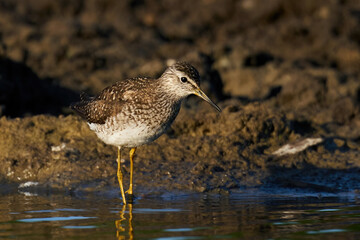 Wood sandpiper (Tringa glareola) in its natural enviroment
