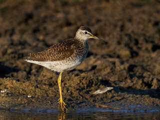 Wood sandpiper (Tringa glareola) in its natural enviroment