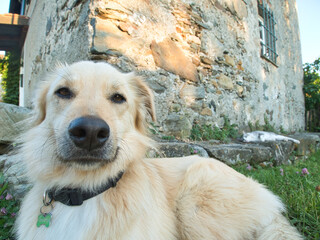 Portrait of a young dog, in the background the cat