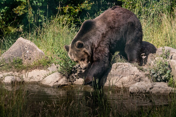 a brown bear looking for fish