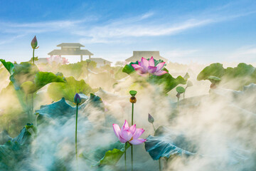 Obraz na płótnie Canvas lotus flower blossom