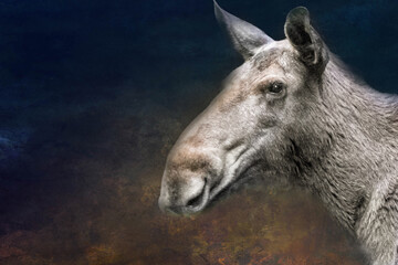 Fototapeta premium portrait of a moose