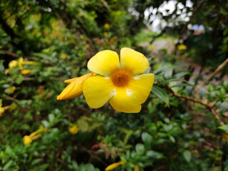Fototapeta premium yellow flowers in the garden