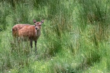 a fallow deer eating grass