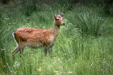 a beautiful fallow deer