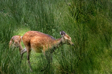 a fallow deer and her fawn