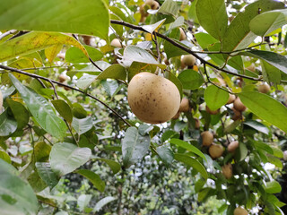 nutmeg on tree