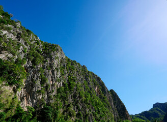 Forests in the mountains Create a diverse life