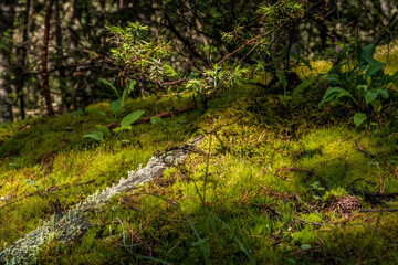 Fototapeta na wymiar Mousse et lichens - Moss and lichens