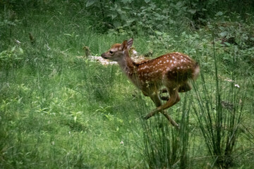 a fawn running through a field