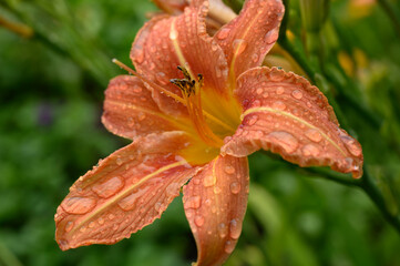 close up of an orange flower a daylily covered with dew on a background of green grass