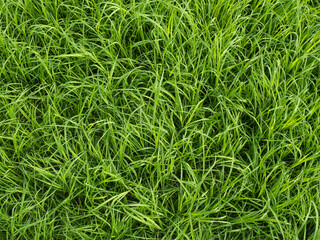 green grass growth and fresh