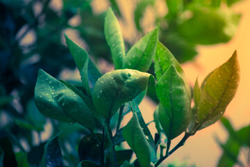 parrot in the forest