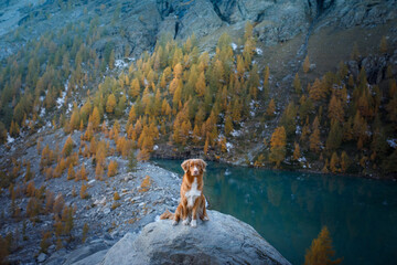 dog in the mountains lake . Nova Scotia Duck Tolling Retriever on peak of rocks at sunset. . Hiking...